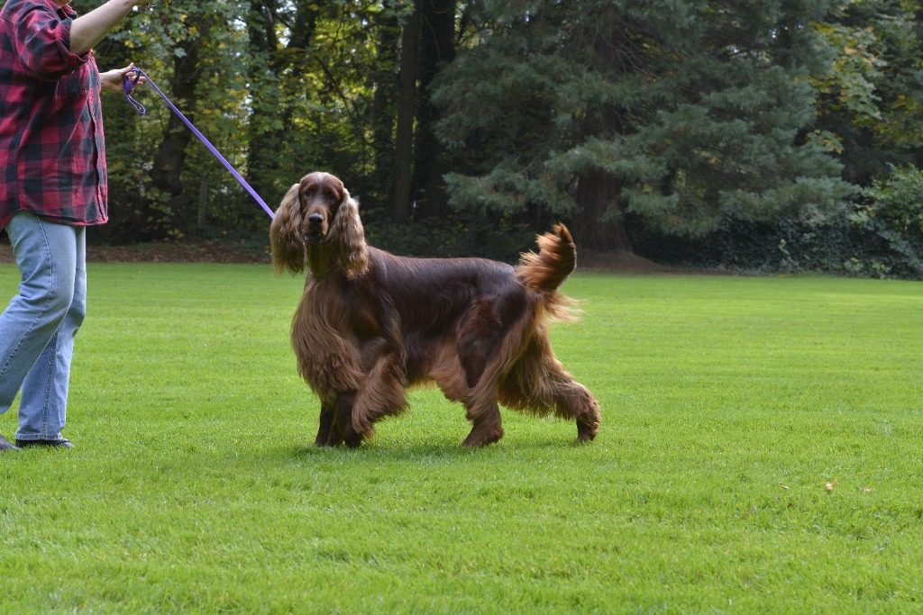 Leslie Russell conditioning a dog in the park